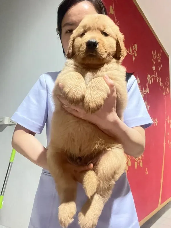 โกเด้นแท้ Over ไซร์ จัมโบ้