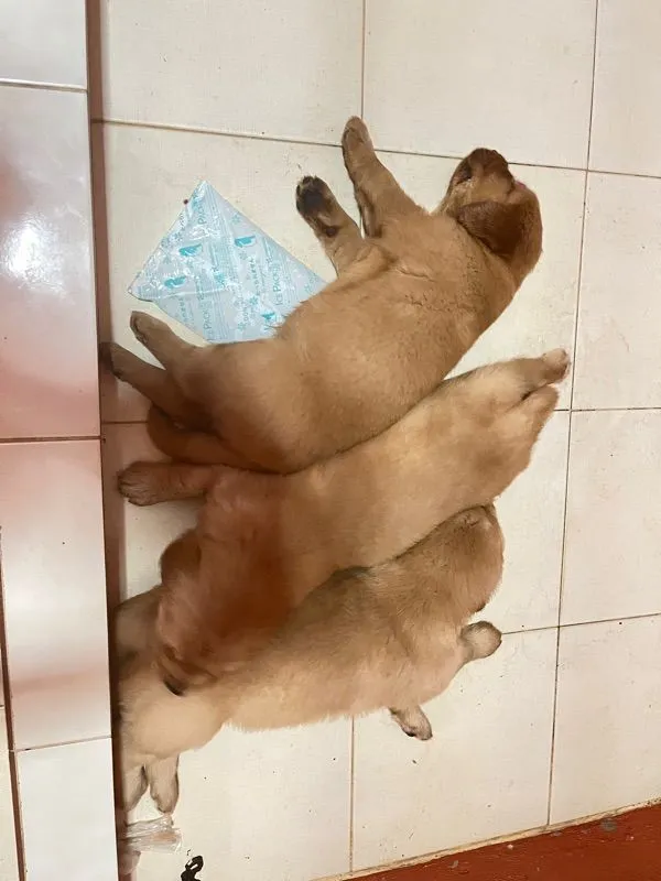 โกเด้นแท้ Over ไซร์ จัมโบ้