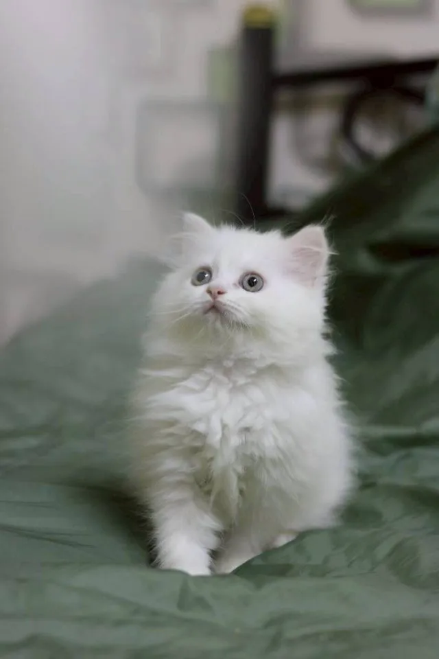 แมวเปอร์เซียเพศเมีย