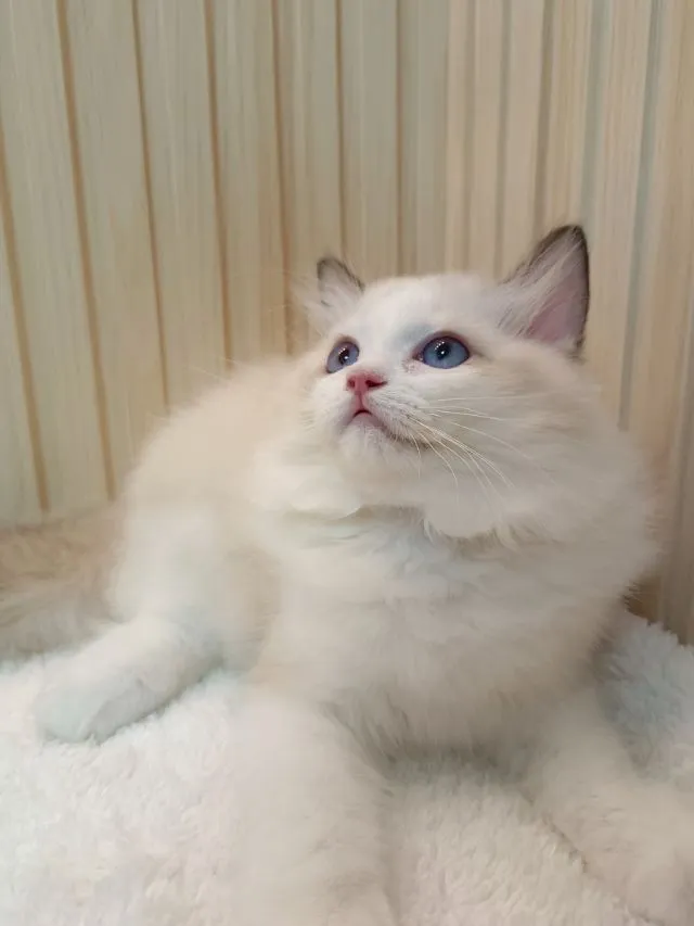 Ragdoll น่ารัก เพศหญิง