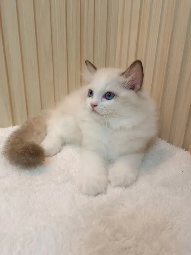 Ragdoll น่ารัก เพศหญิง