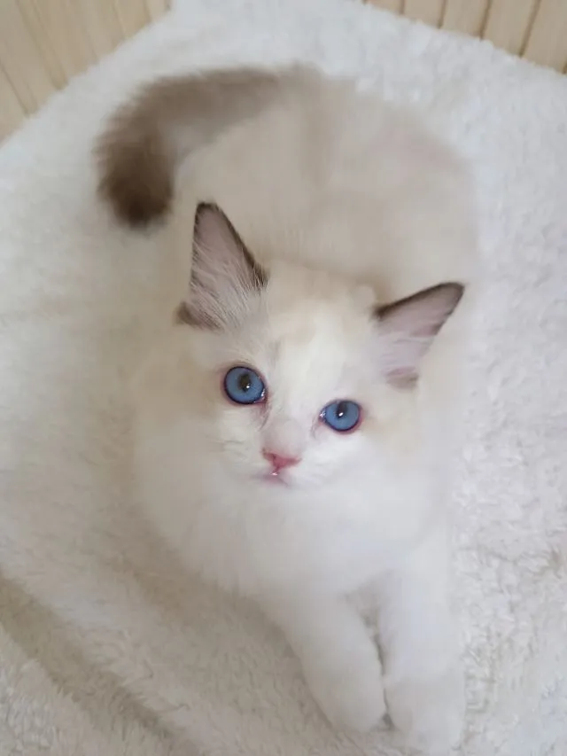 Ragdoll น่ารัก เพศหญิง
