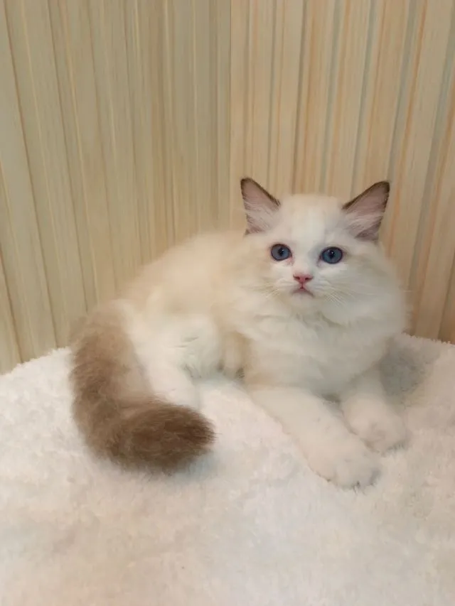 Ragdoll น่ารัก เพศหญิง