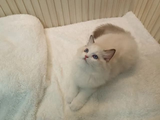 Ragdoll น่ารัก เพศหญิง