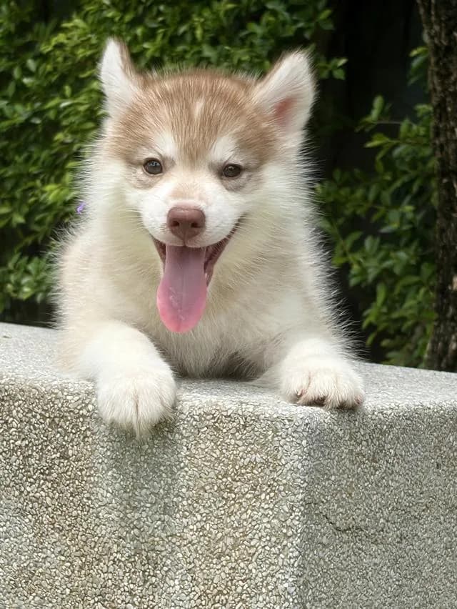 ลูกสุนัขไซบีเรียน เพศเมีย