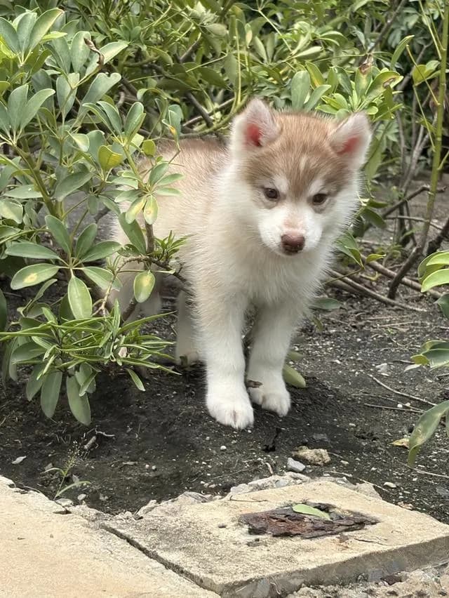 ลูกสุนัขไซบีเรียน เพศเมีย