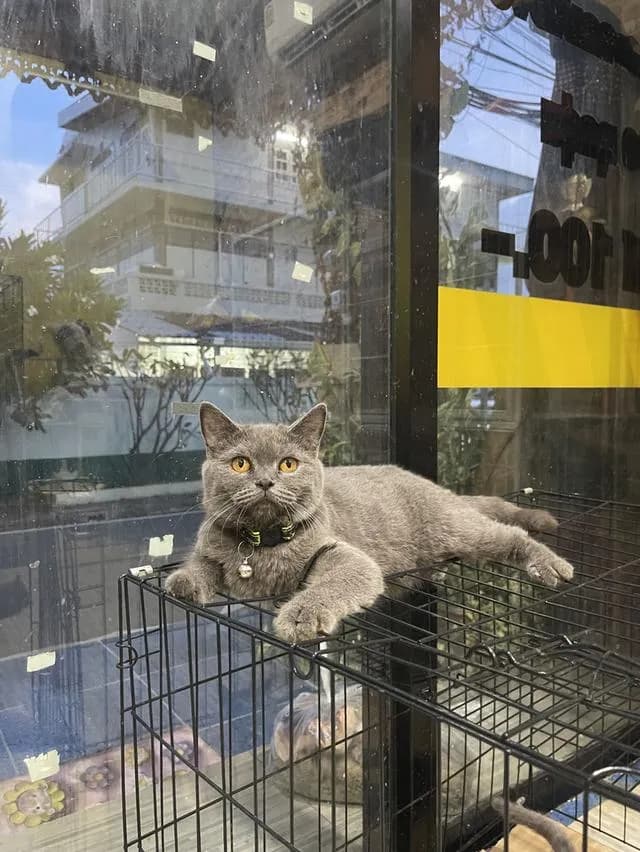 ลูกแมวบริติชช็อตแฮร์สีบลู