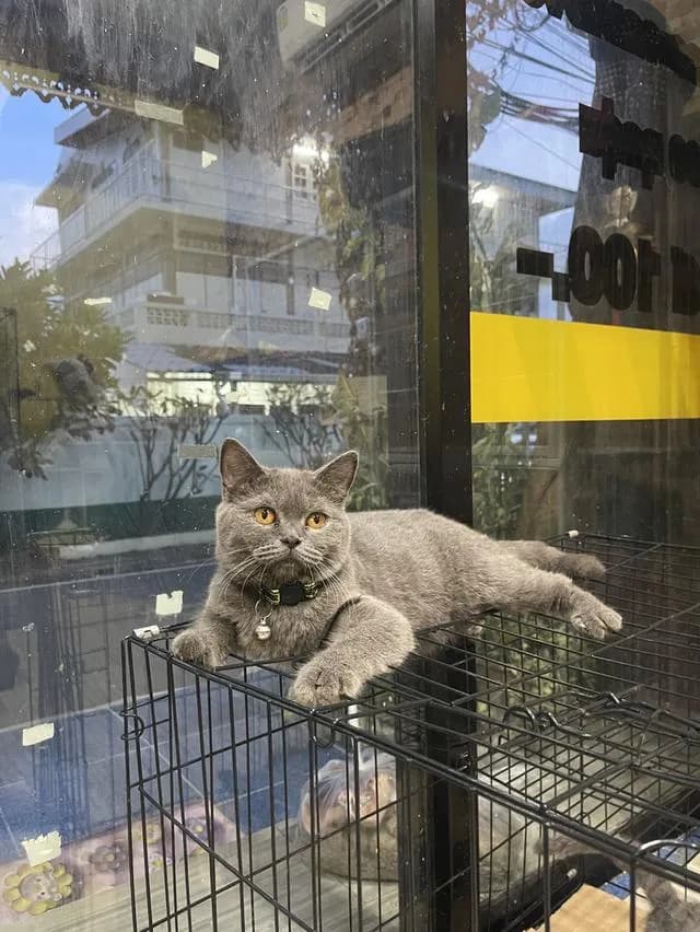 ลูกแมวบริติชช็อตแฮร์สีบลู