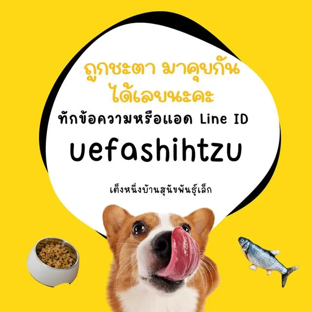 เปิดจองเเค่ 900 ปอมผสมชิสุห์ ไซส์มินิ ชายล้วน รับได้ สิ้นเดือน กค.นี้