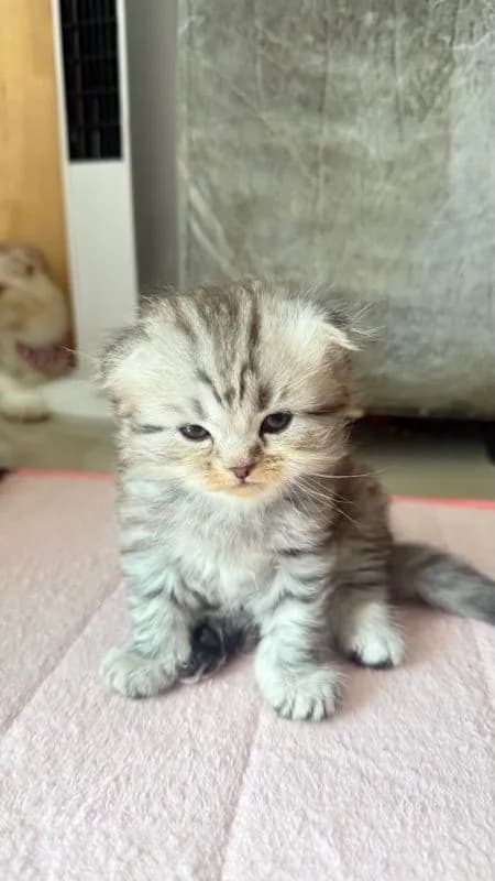 ลูกเหมียว
