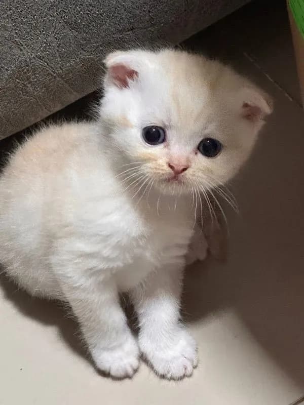 ลูกเหมียว