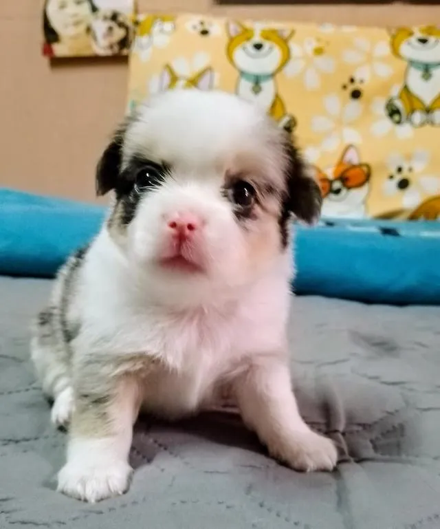 ลูกสุนัขชิวาว่าขนยาว