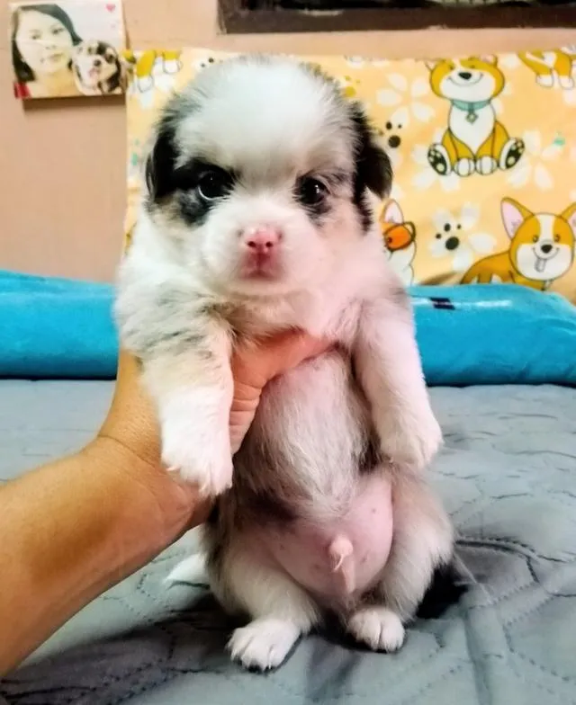 ลูกสุนัขชิวาว่าขนยาว
