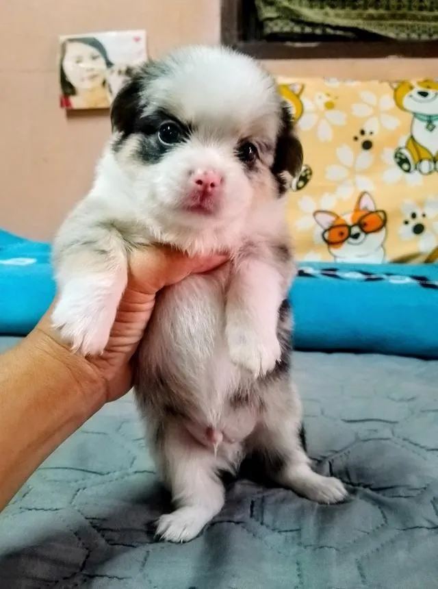 ลูกสุนัขชิวาว่าขนยาว