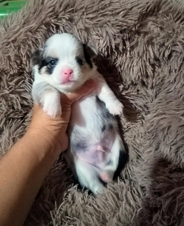 ลูกสุนัขชิวาว่าขนยาว