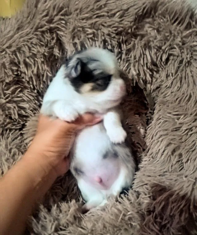 ลูกสุนัขชิวาว่าขนยาว