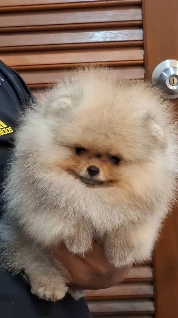 ลูกปอมเมอเรเนียนสายเลือดดีโครงสร้างเยี่ยมพร้อมย้ายบ้านจ้า