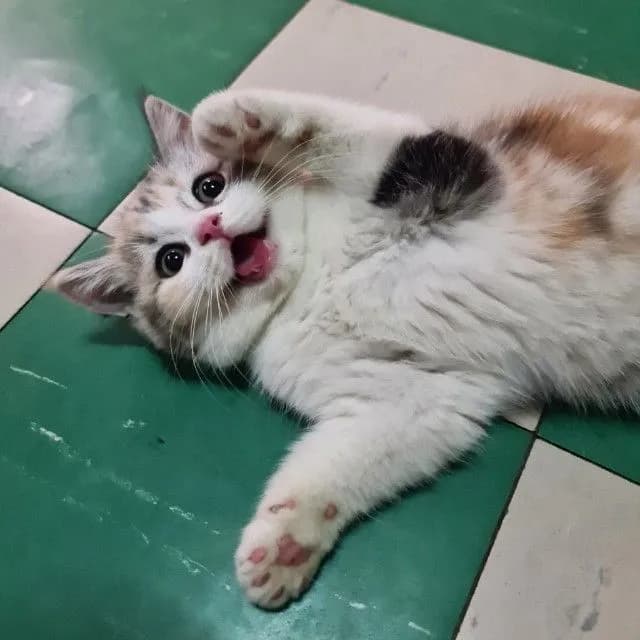 ดญ 3 สี