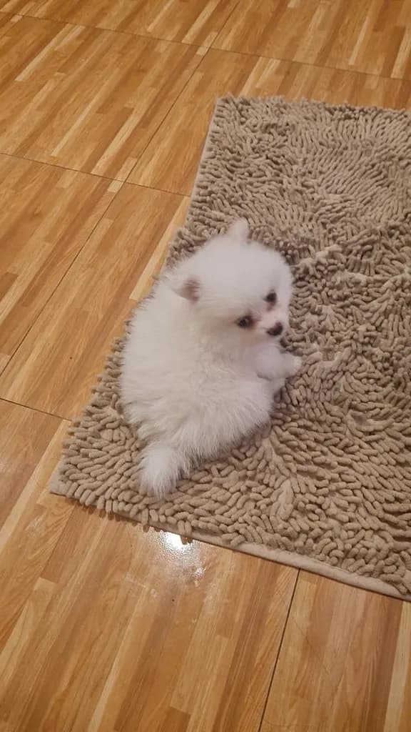 white male Pomeranian puppy