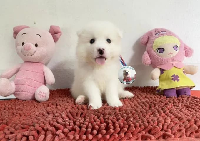 ลูกสปิตซ์แท้ตัวผู้ ขี้เล่น กินเก่งอ้วนกลม ตัวแน่นๆ