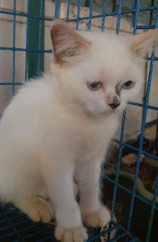 น้องแมวเพศเมียสีก็อตติชเปอร์เซีย