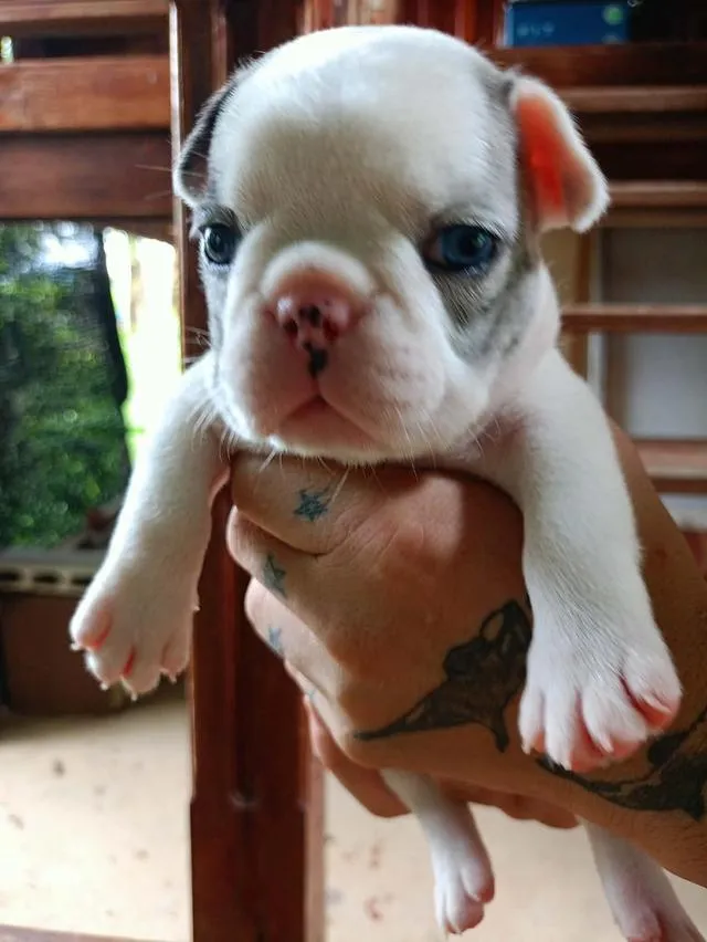 ลูกสุนัขเฟรนช์บูลด็อกเพศเมีย
