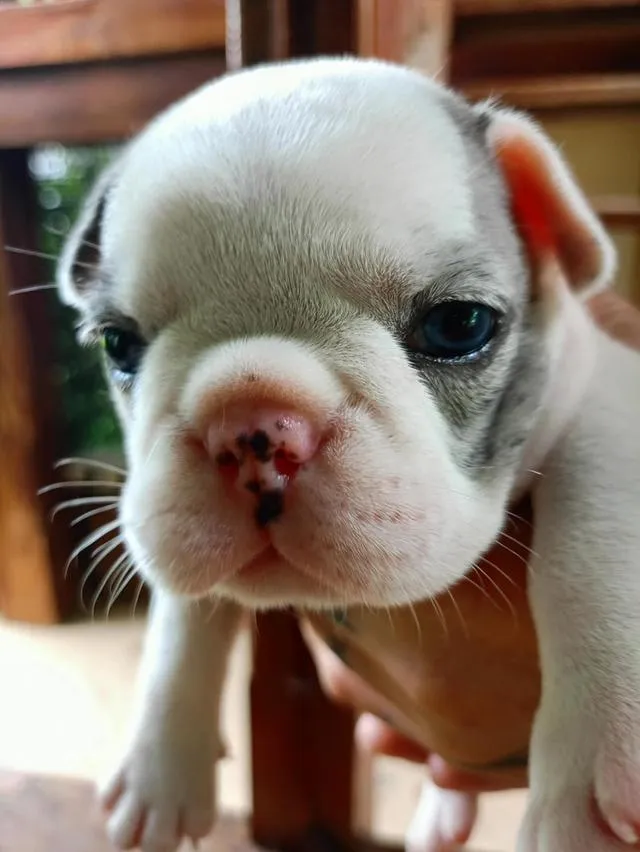 ลูกสุนัขเฟรนช์บูลด็อกเพศเมีย