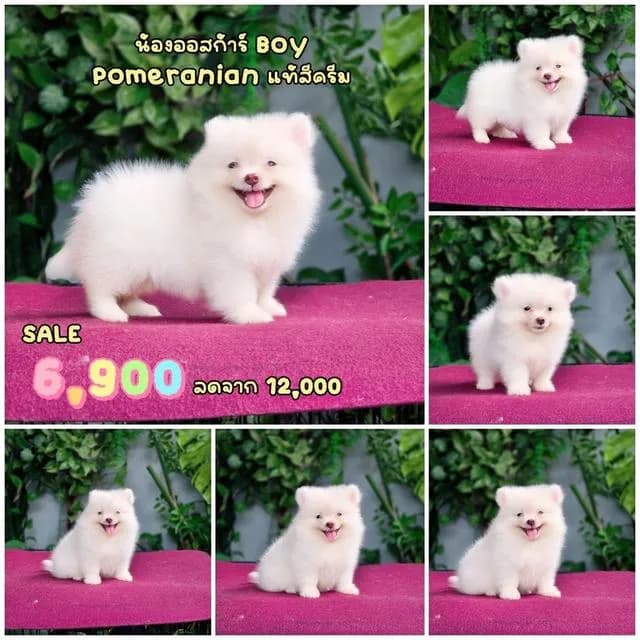 ปอมเมอเรเนียนแท้ สีขาวครีม เพศผู้