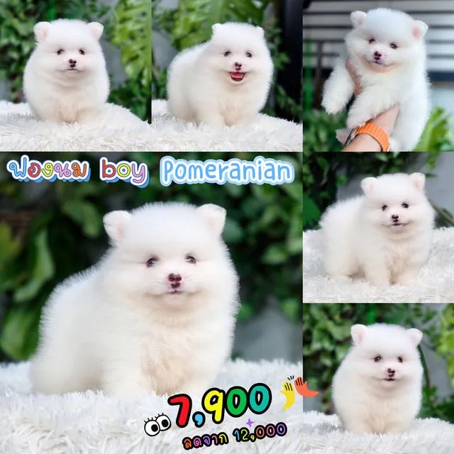 ปอมเมอเรเนียนแท้ สีขาวครีม เพศผู้