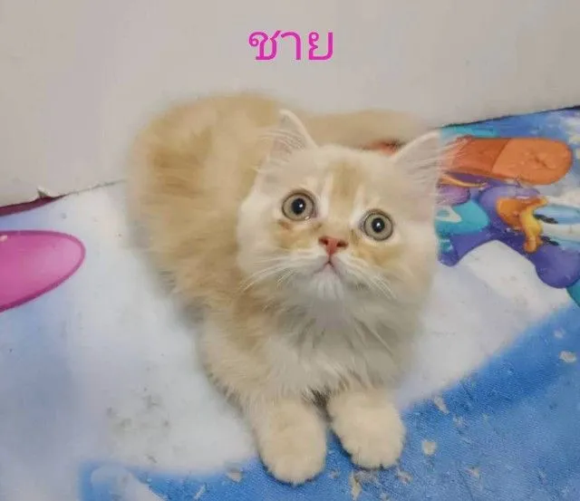 ขายแมวเปอร์เซียเพศชายกับหญิง