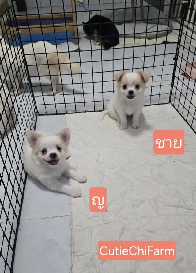 ชิวาวาขนยาวสีขาว น่ารัก น่าฟัด