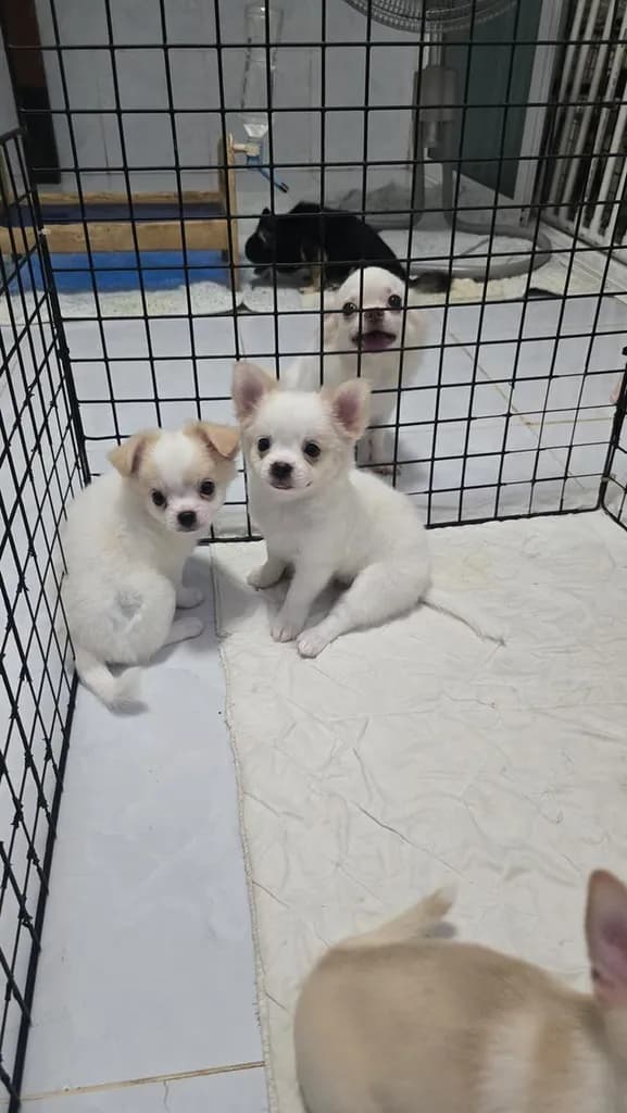 ชิวาวาขนยาวสีขาว น่ารัก น่าฟัด