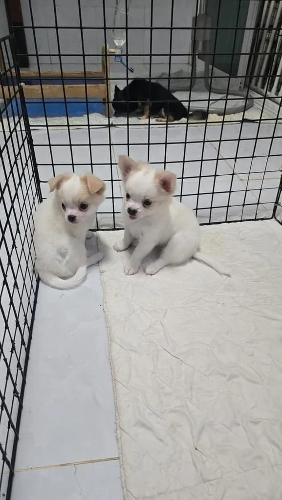 ชิวาวาขนยาวสีขาว น่ารัก น่าฟัด