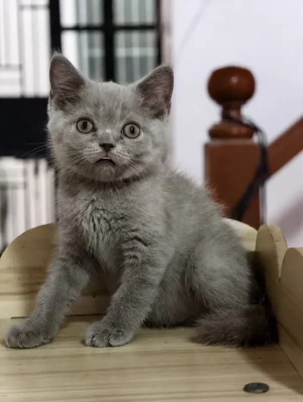 แมว scottish fold หาบ้านด่วนราคาถูกปิดฟาร์ม