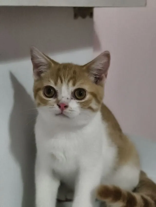 แมว scottish fold หาบ้านด่วนราคาถูกปิดฟาร์ม