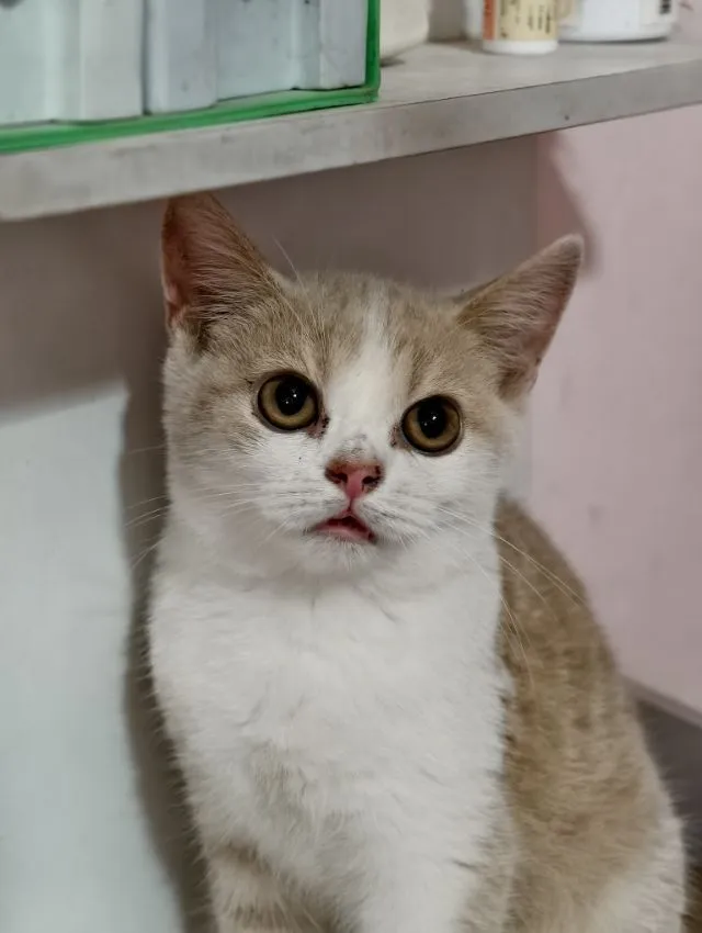 แมว scottish fold หาบ้านด่วนราคาถูกปิดฟาร์ม