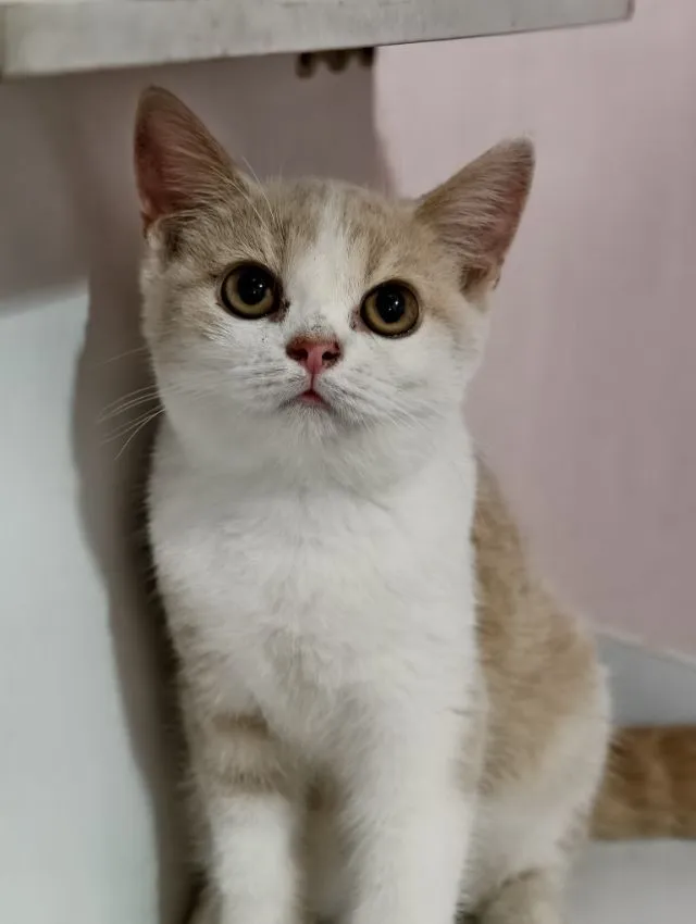 แมว scottish fold หาบ้านด่วนราคาถูกปิดฟาร์ม
