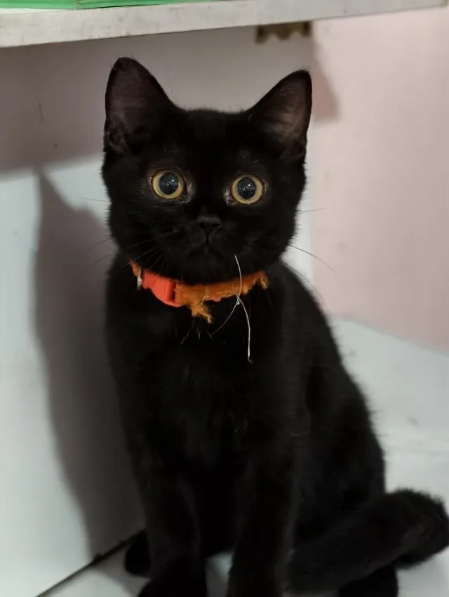 แมว scottish fold หาบ้านด่วนราคาถูกปิดฟาร์ม