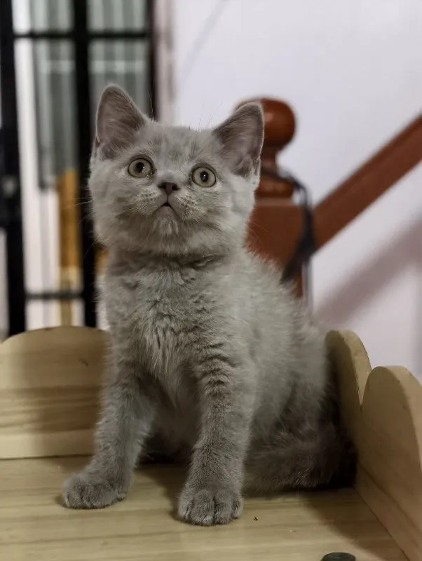 แมว scottish fold หาบ้านด่วนราคาถูกปิดฟาร์ม