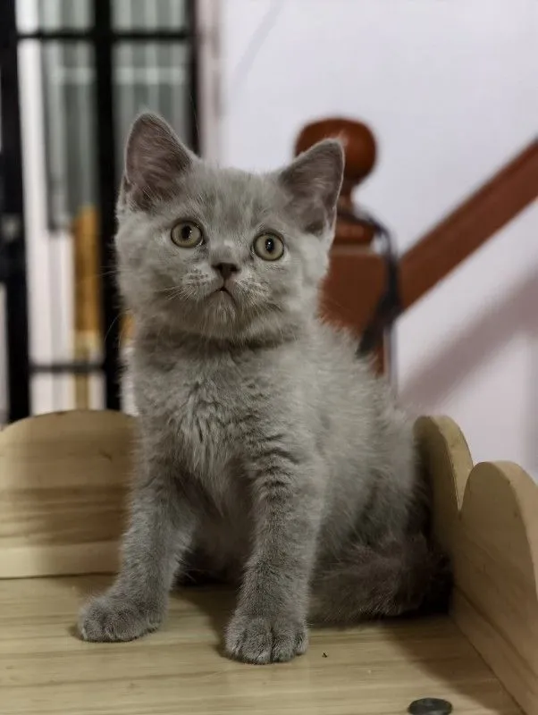 แมว scottish fold หาบ้านด่วนราคาถูกปิดฟาร์ม