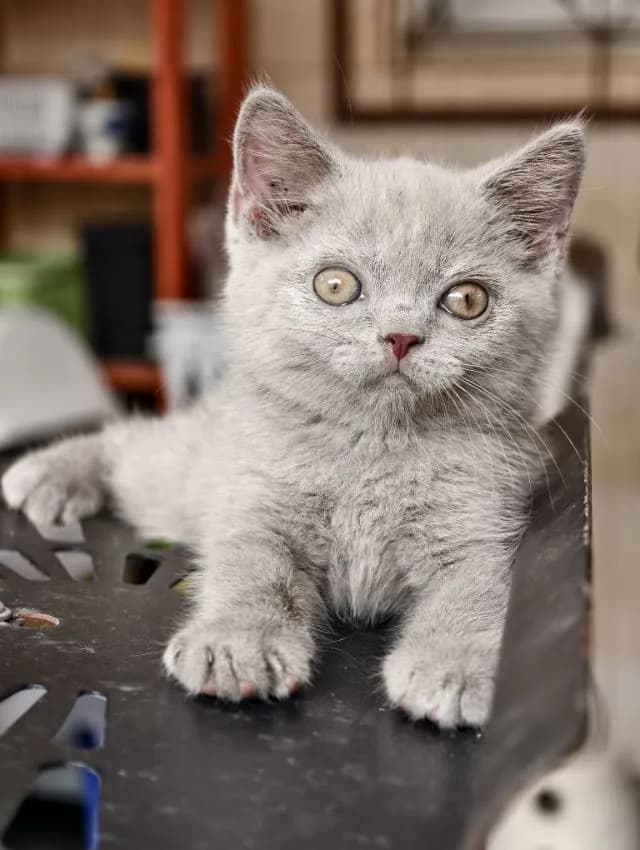 แมว scottish fold หาบ้านด่วนราคาถูกปิดฟาร์ม