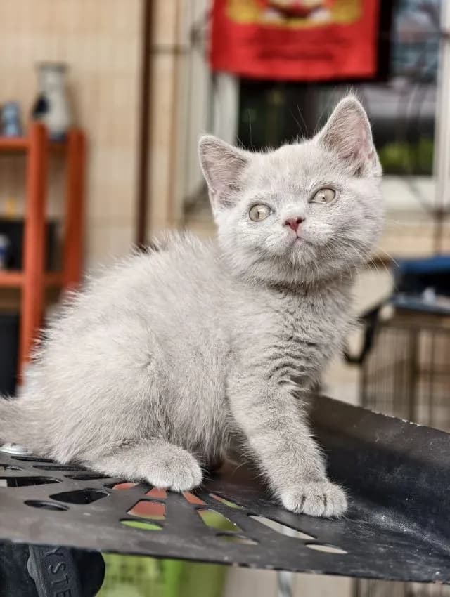 แมว scottish fold หาบ้านด่วนราคาถูกปิดฟาร์ม