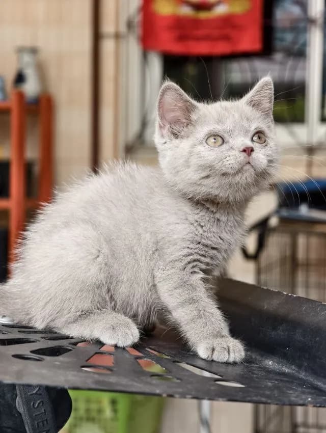 แมว scottish fold หาบ้านด่วนราคาถูกปิดฟาร์ม