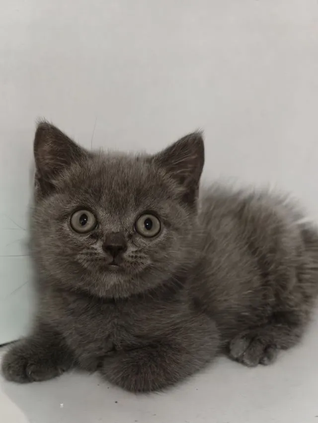 แมว scottish fold หาบ้านด่วนราคาถูกปิดฟาร์ม