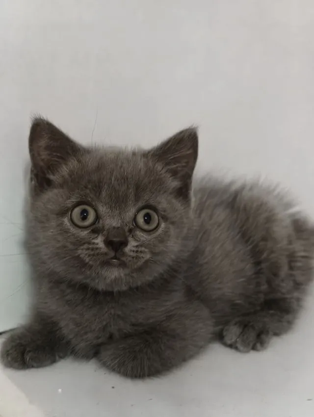 แมว scottish fold หาบ้านด่วนราคาถูกปิดฟาร์ม