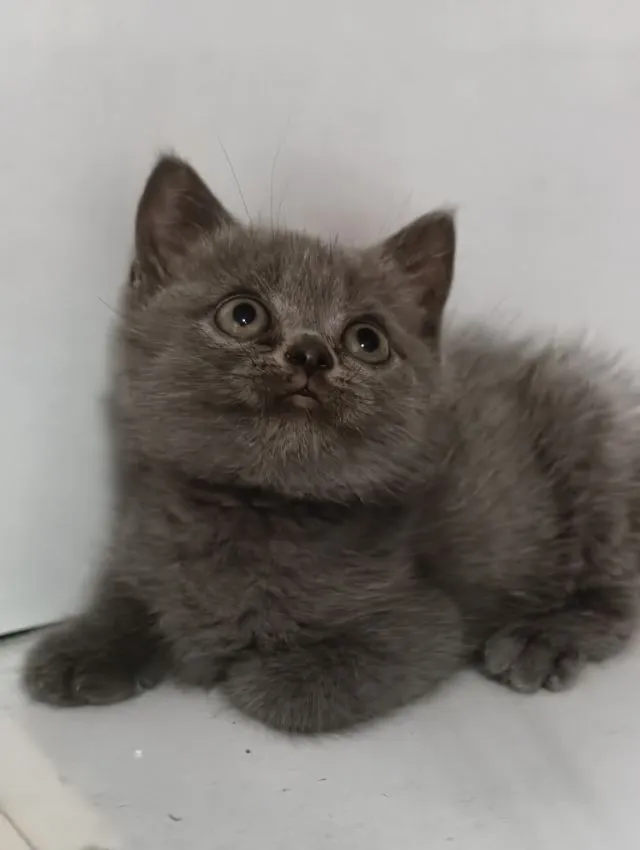 แมว scottish fold หาบ้านด่วนราคาถูกปิดฟาร์ม