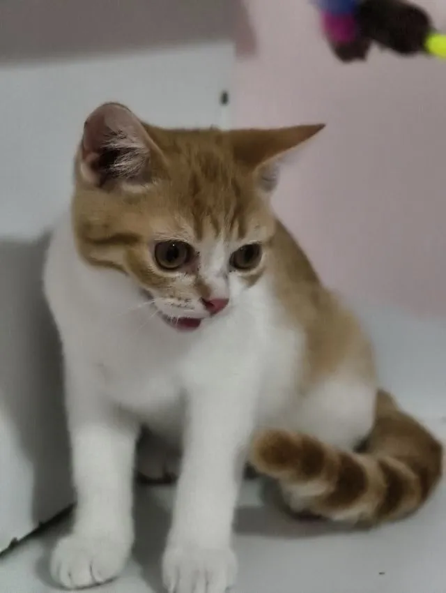 แมว scottish fold หาบ้านด่วนราคาถูกปิดฟาร์ม