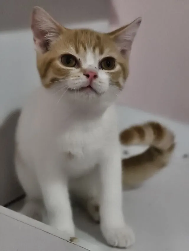 แมว scottish fold หาบ้านด่วนราคาถูกปิดฟาร์ม