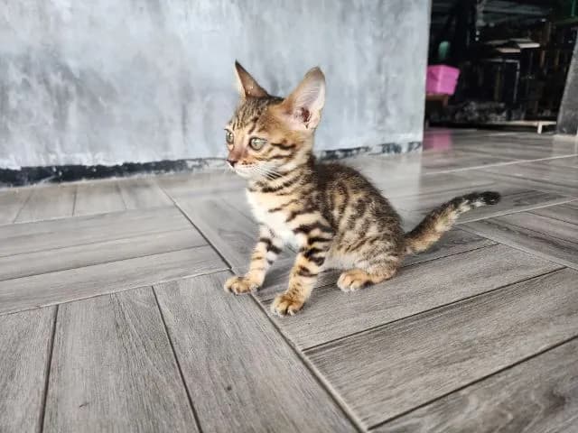 ลูกแมวเบงกอล