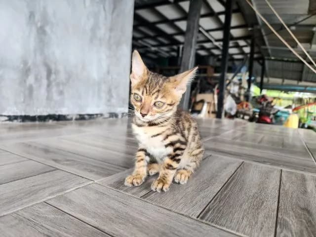 ลูกแมวเบงกอล